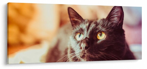 Fekete macska képe (120x50 cm)