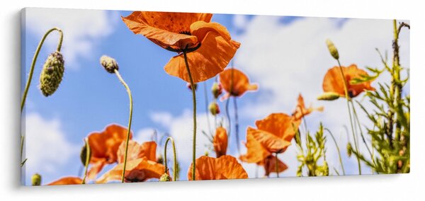 Pipacsok képe (120x50 cm)