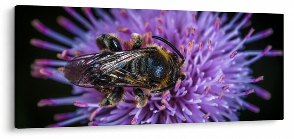 Méh a virágon képe (120x50 cm)