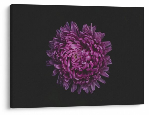 Lila virág képe (70x50 cm)