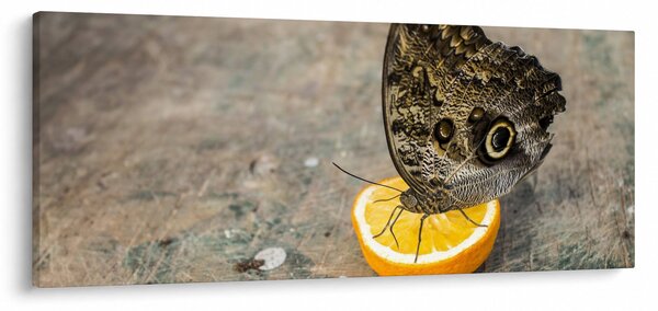 Pillangó képe (120x50 cm)