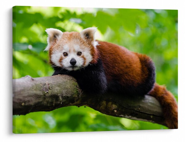 A vörös panda képe (70x50 cm)