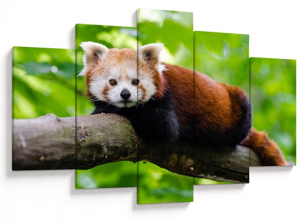 A vörös panda képe (150x105 cm)