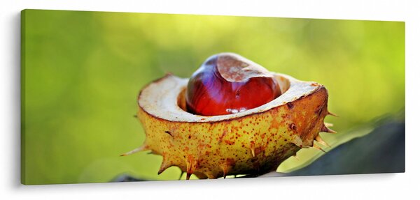 Gesztenye képe (120x50 cm)