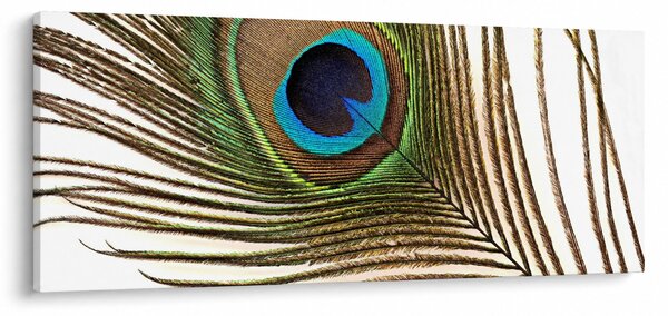 Pávatoll képe (120x50 cm)