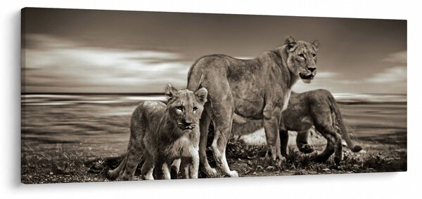 Fekete fehér tigris képe (120x50 cm)
