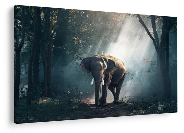 Elefánt a dzsungelben képe (90x60 cm)