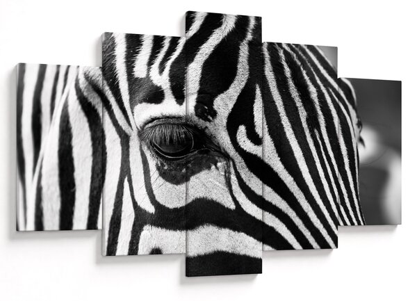 Zebra képe (150x105 cm)