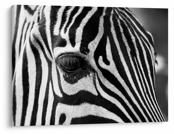 Zebra képe (70x50 cm)