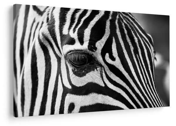 Zebra képe (90x60 cm)