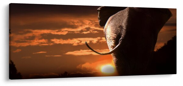 Elefánt képe (120x50 cm)