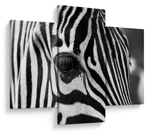 Zebra képe (90x60 cm)