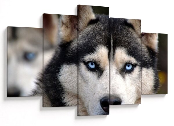 Husky kutya kép (150x105 cm)
