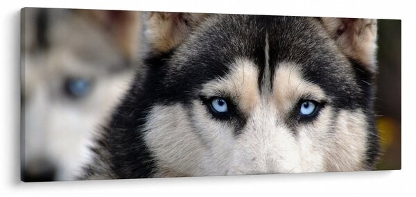 Husky kutya kép (120x50 cm)