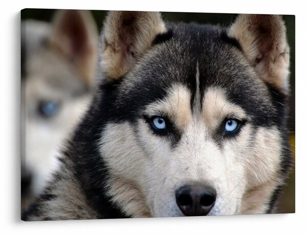 Husky kutya kép (70x50 cm)