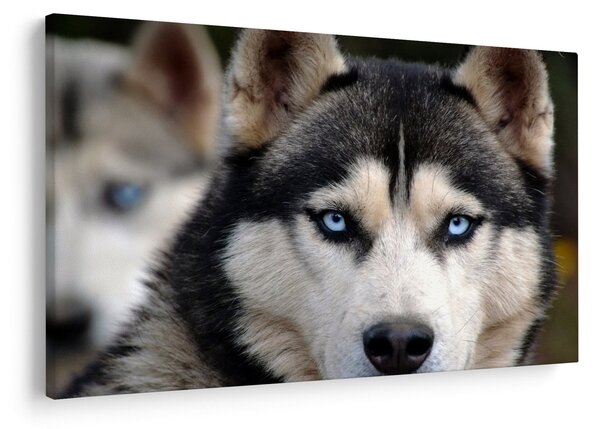 Husky kutya kép (90x60 cm)