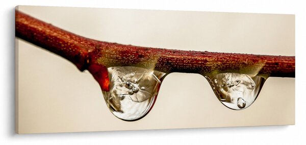 Vízcseppek a faágon képe (120x50 cm)