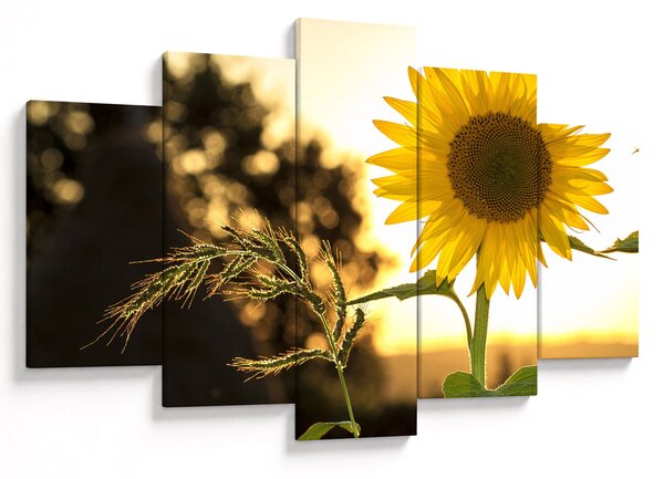Napraforgó képe (150x105 cm)