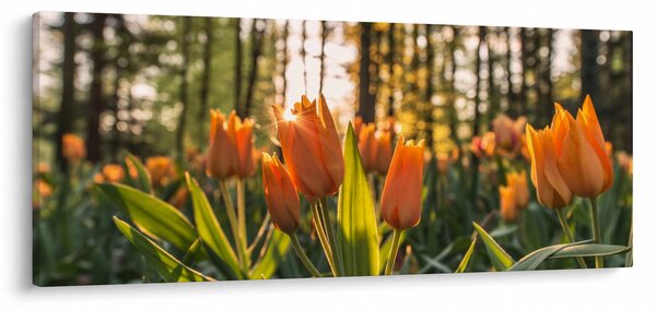 Narancssárga tulipán képe (120x50 cm)