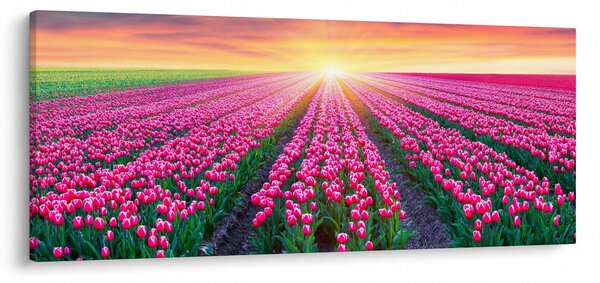 Tulipán mező és a nap képe (120x50 cm)