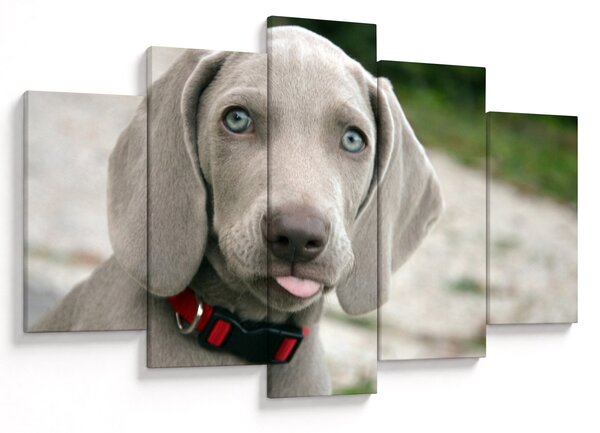 Kép - weimaraner kölyökkutya (150x105 cm)