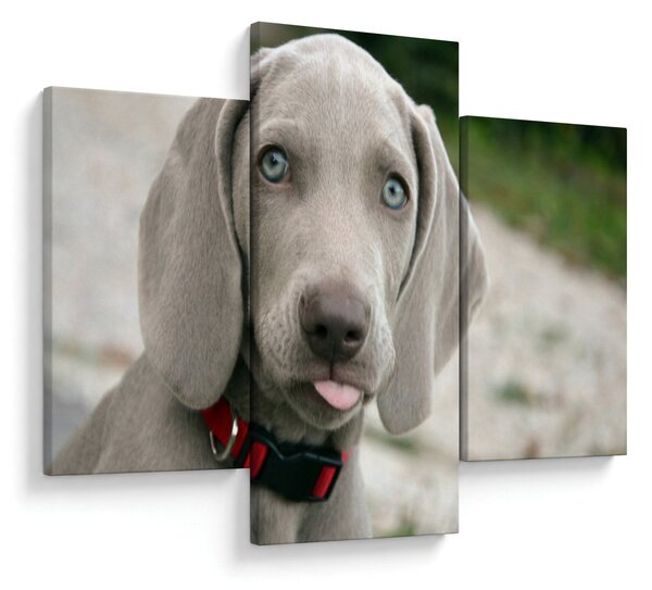 Kép - weimaraner kölyökkutya (90x60 cm)