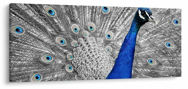 Kék páva képe (120x50 cm)
