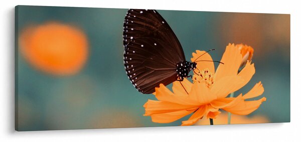 Kép - pillangó narancssárga virágon (120x50 cm)