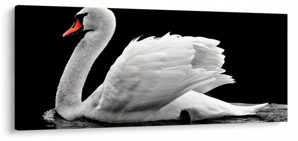Fekete-fehér hattyúk képe (120x50 cm)