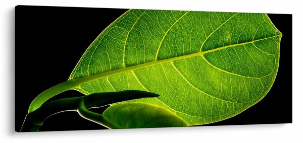 Kép - zöld levél (120x50 cm)
