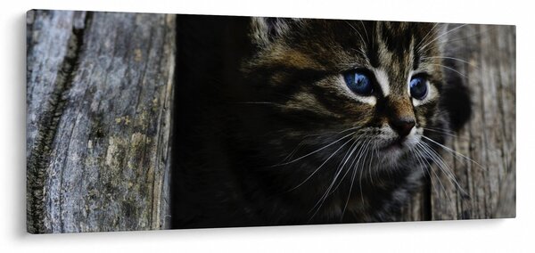 Cica képe (120x50 cm)