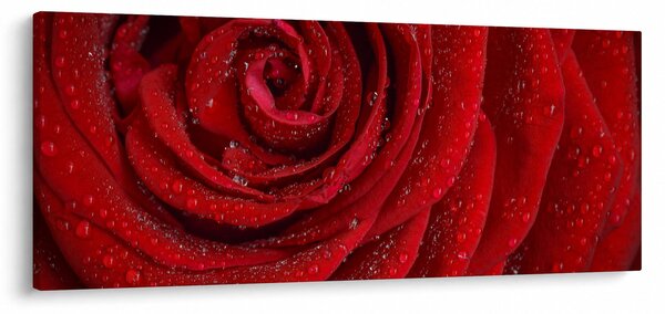 Kép - részlet a rózsáról (120x50 cm)