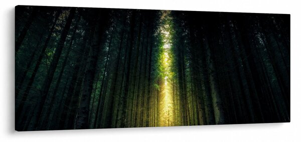 Sötét erdő képe (120x50 cm)