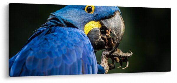 Papagáj képe (120x50 cm)
