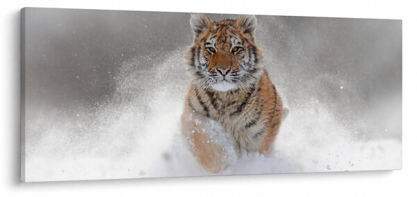 Futó tigris a hóban képe (120x50 cm)