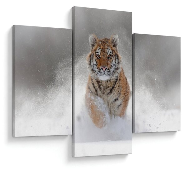 Futó tigris a hóban képe (90x60 cm)