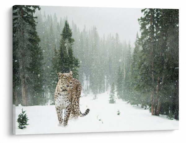 Leopárd a hóban képe (70x50 cm)