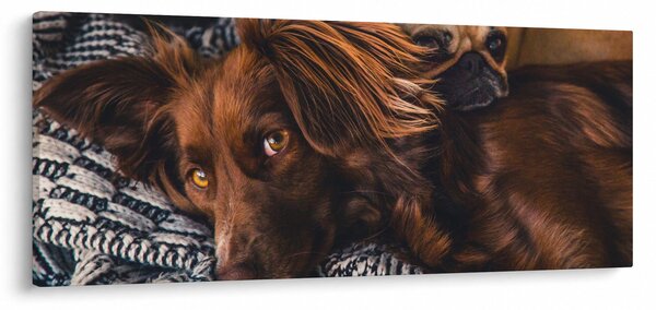 Egy kép fekvő kutyákról (120x50 cm)