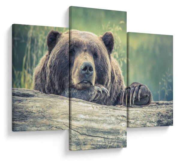 Medve képe (90x60 cm)