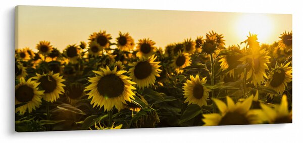 A napraforgó mező képe (120x50 cm)