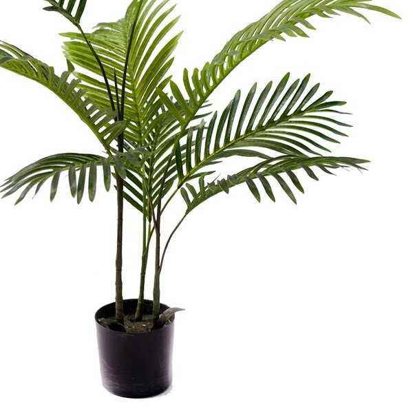 Kerti dísznövény, Areca, Pako World, fekete, 80x80x80 cm