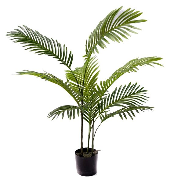 Kerti dísznövény, Areca, Pako World, fekete, 80x80x80 cm