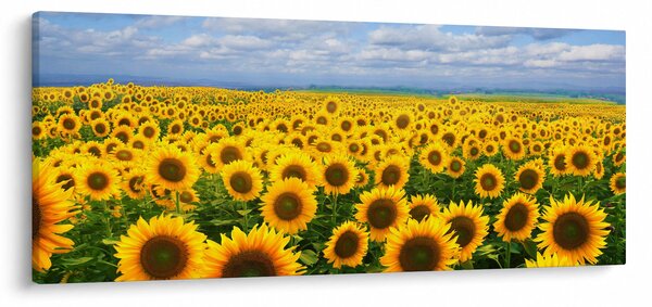 A napraforgó mező képe (120x50 cm)