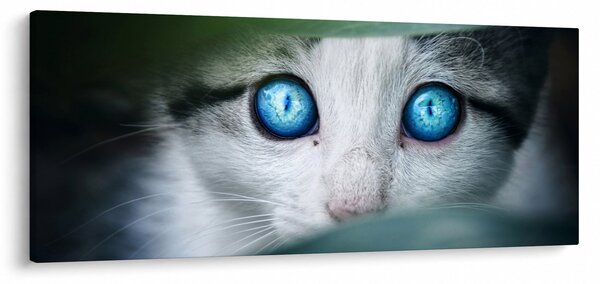 Macska képe (120x50 cm)