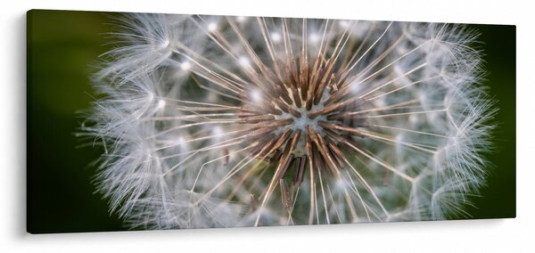 Pitypang képe (120x50 cm)