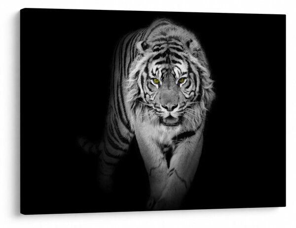 Kép - Sárga szemű tigris (70x50 cm)