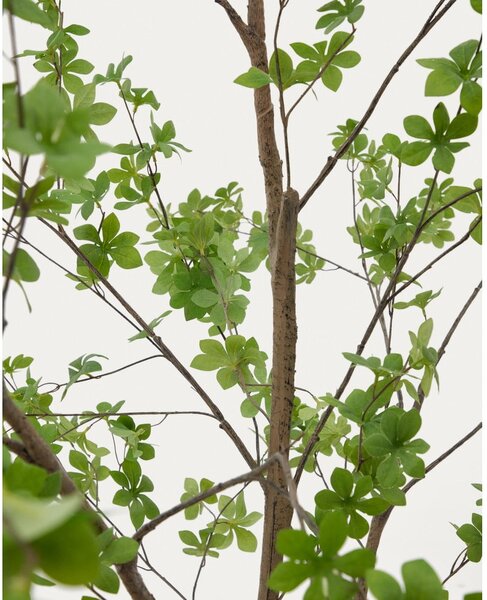Műnövény (magasság 214 cm) Enkianthus – Kave Home