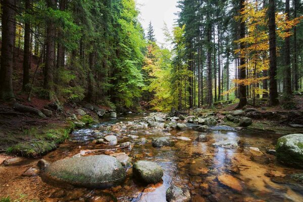 Nem szőtt fotótapéta erdei patak 375 x 250 cm