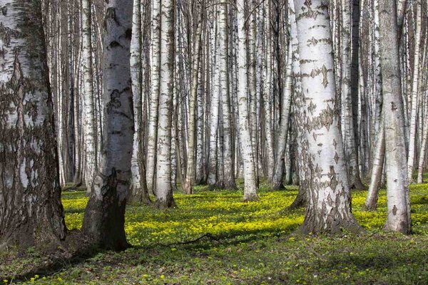 Nem szőtt fotótapéta birch grove v. 375 x 250 cm