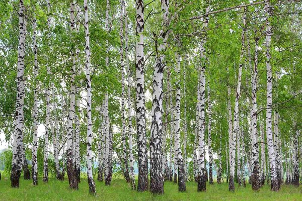 Nem szőtt fotótapéta tavaszi nyírfaliget 375 x 250 cm
